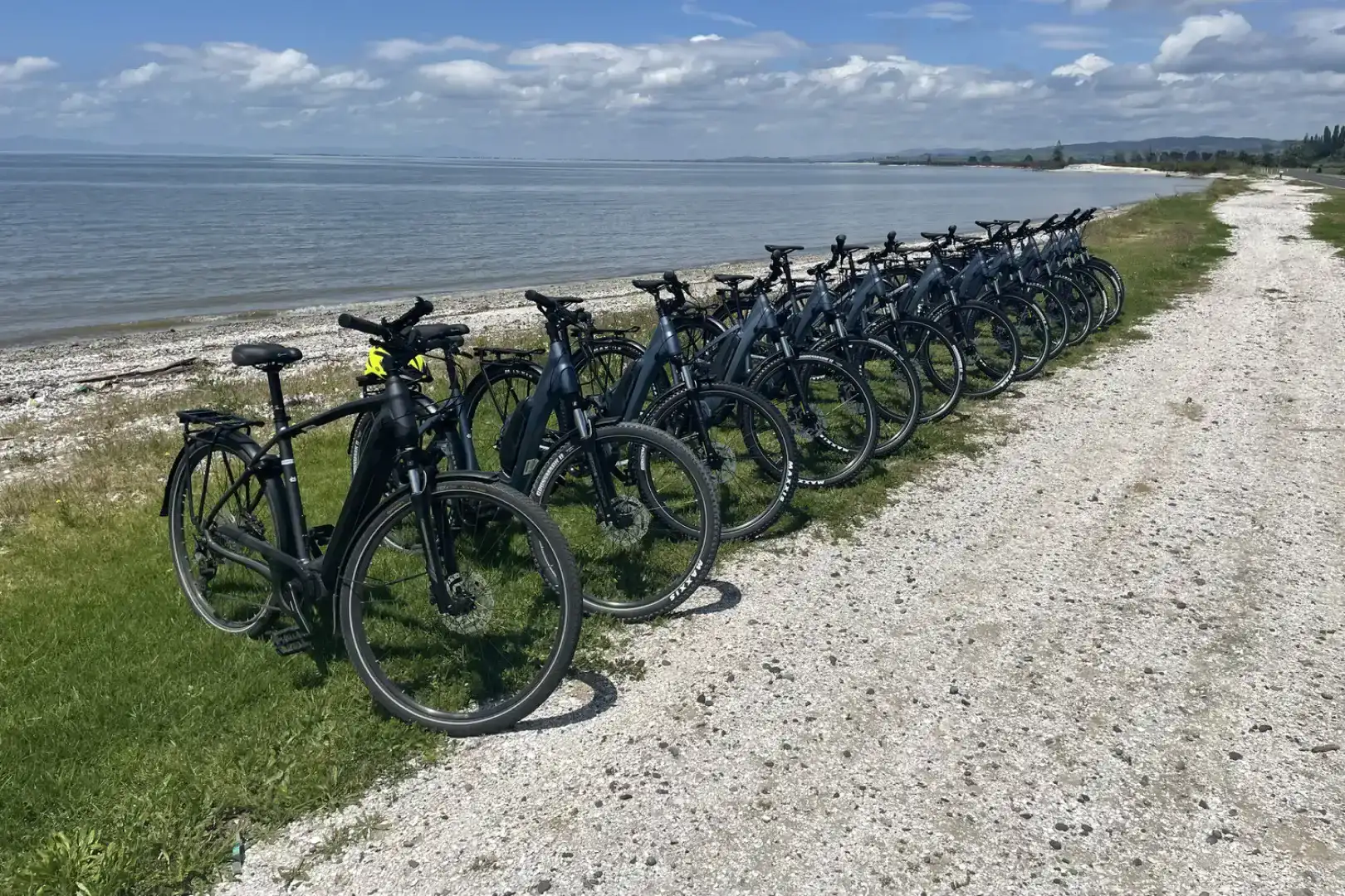 Shorebird Cycles